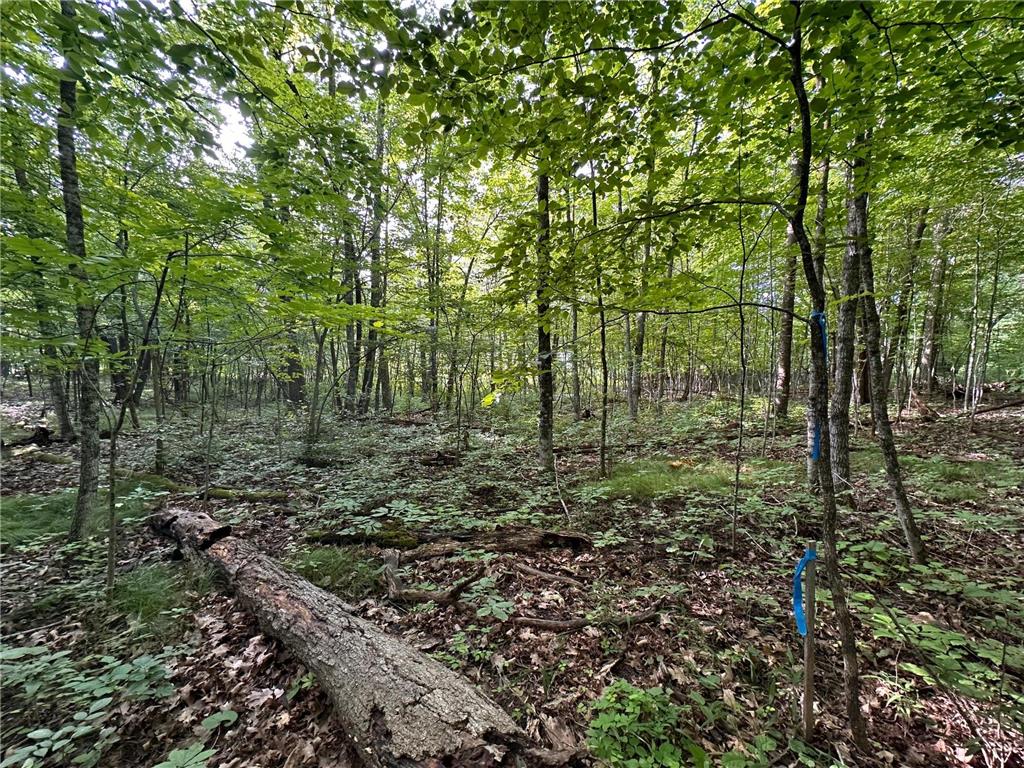 XXX Wilson Lake Drive Bay Lake Twp MN 56444 - Wilson 6574714 image20