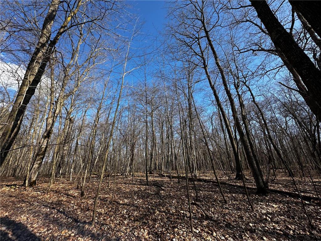 XXX Wilson Lake Drive Bay Lake Twp MN 56444 - Wilson 6574714 image8