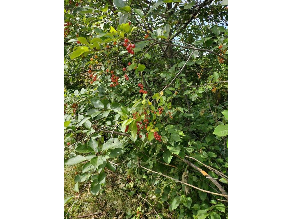 XXXX 159th Avenue Sebeka MN 56477 6760117 image10