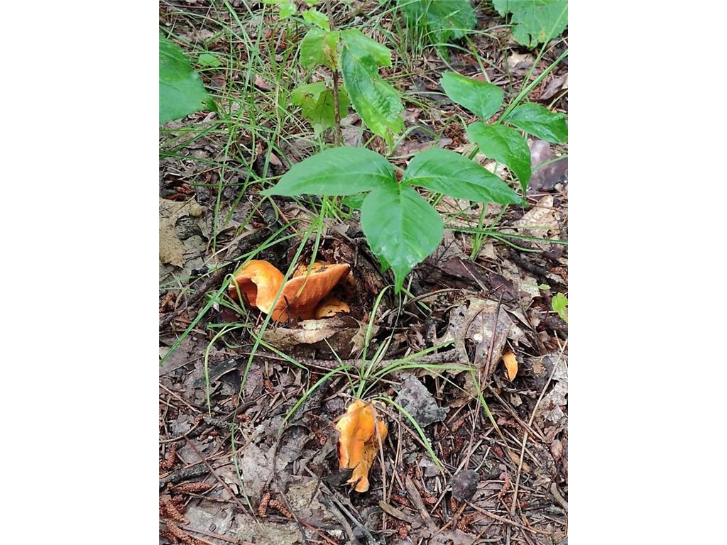 XXXX 159th Avenue Sebeka MN 56477 6760117 image27