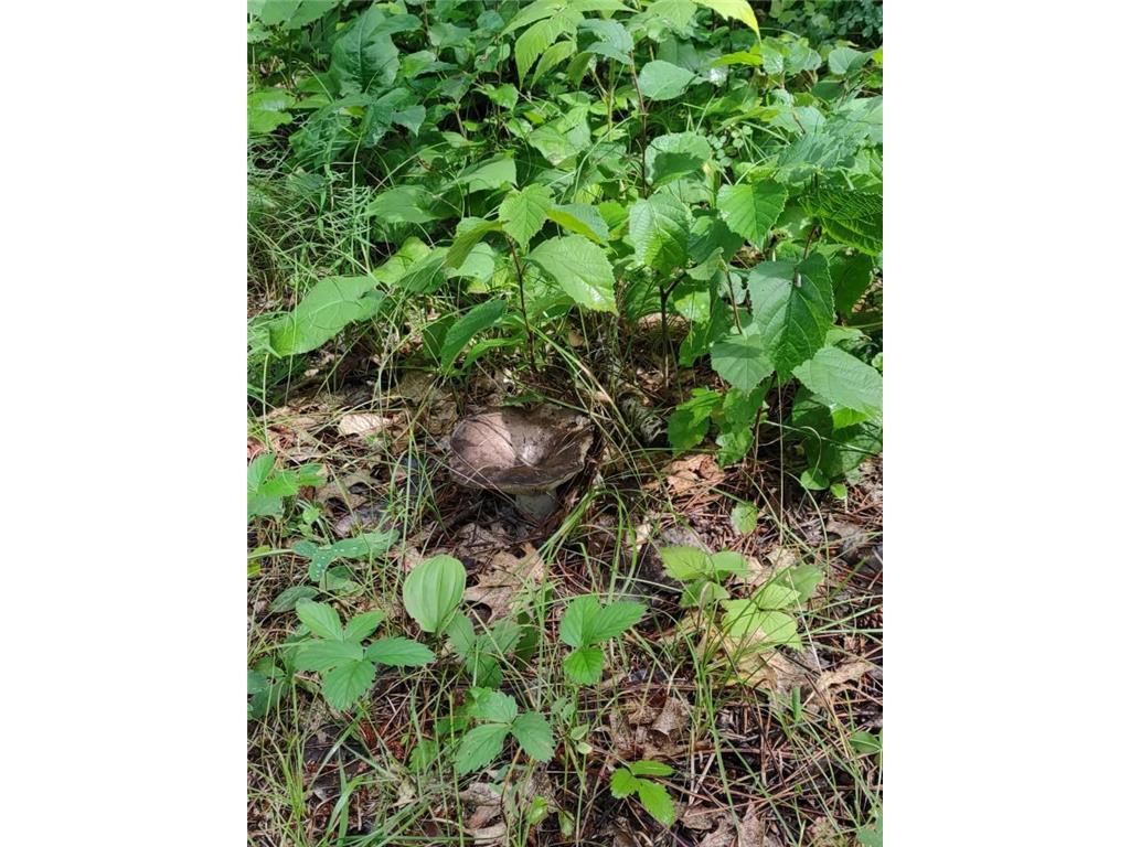 XXXX 159th Avenue Sebeka MN 56477 6760117 image28