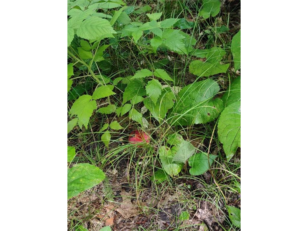 XXXX 159th Avenue Sebeka MN 56477 6760117 image29