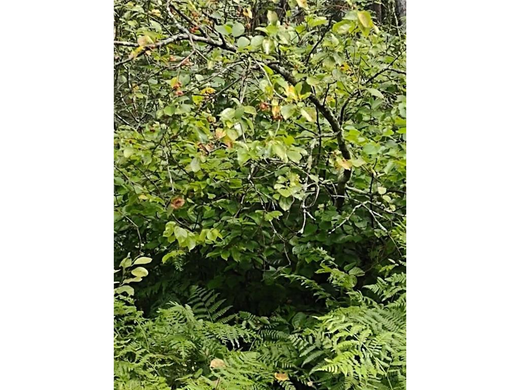 XXXX 159th Avenue Sebeka MN 56477 6760117 image31