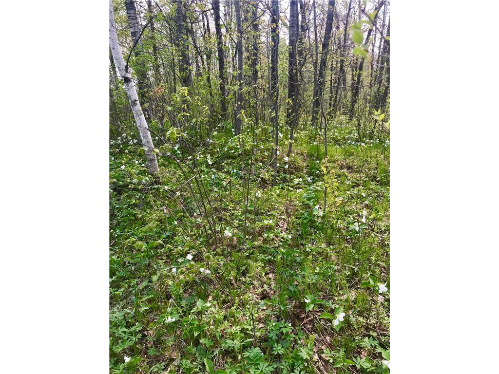 XXXX 300th Avenue Peace Twp MN 55051 6367504 image1