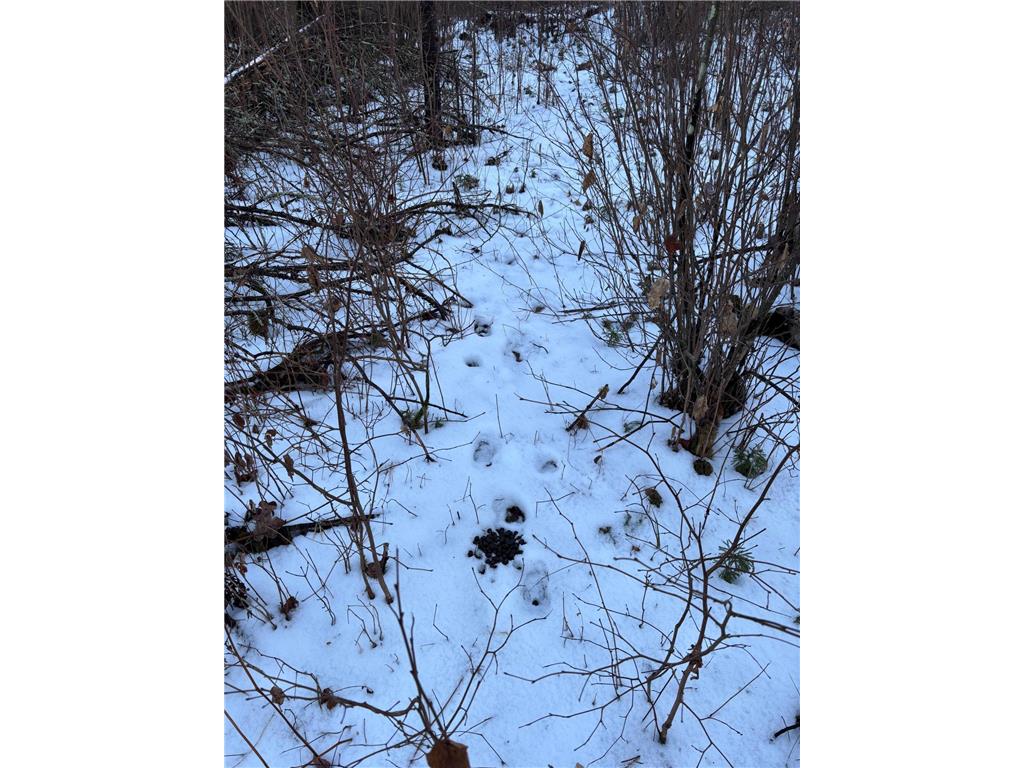 XXXX NW County 47 Longville MN 56655 - Wabedo 6645236 image10