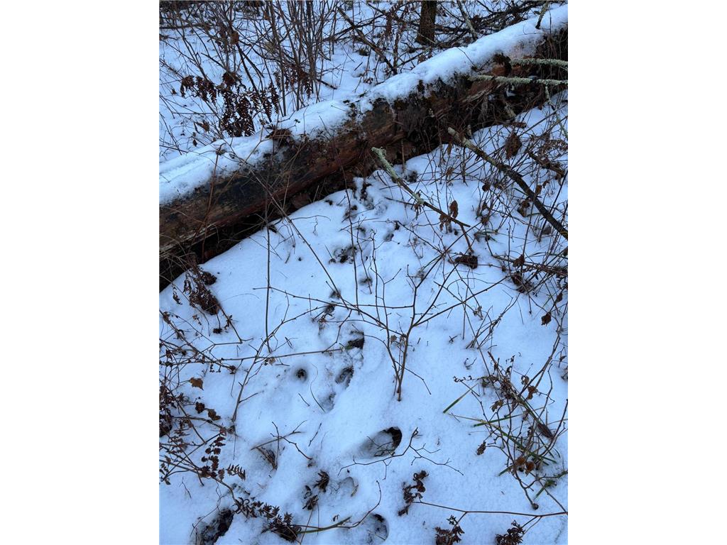 XXXX NW County 47 Longville MN 56655 - Wabedo 6645236 image8