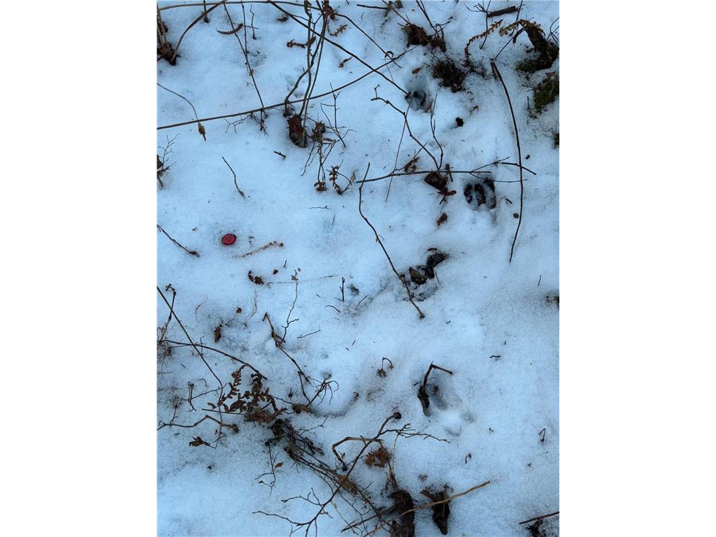 XXXX NW County 47 Longville MN 56655 - Wabedo 6645236 image9