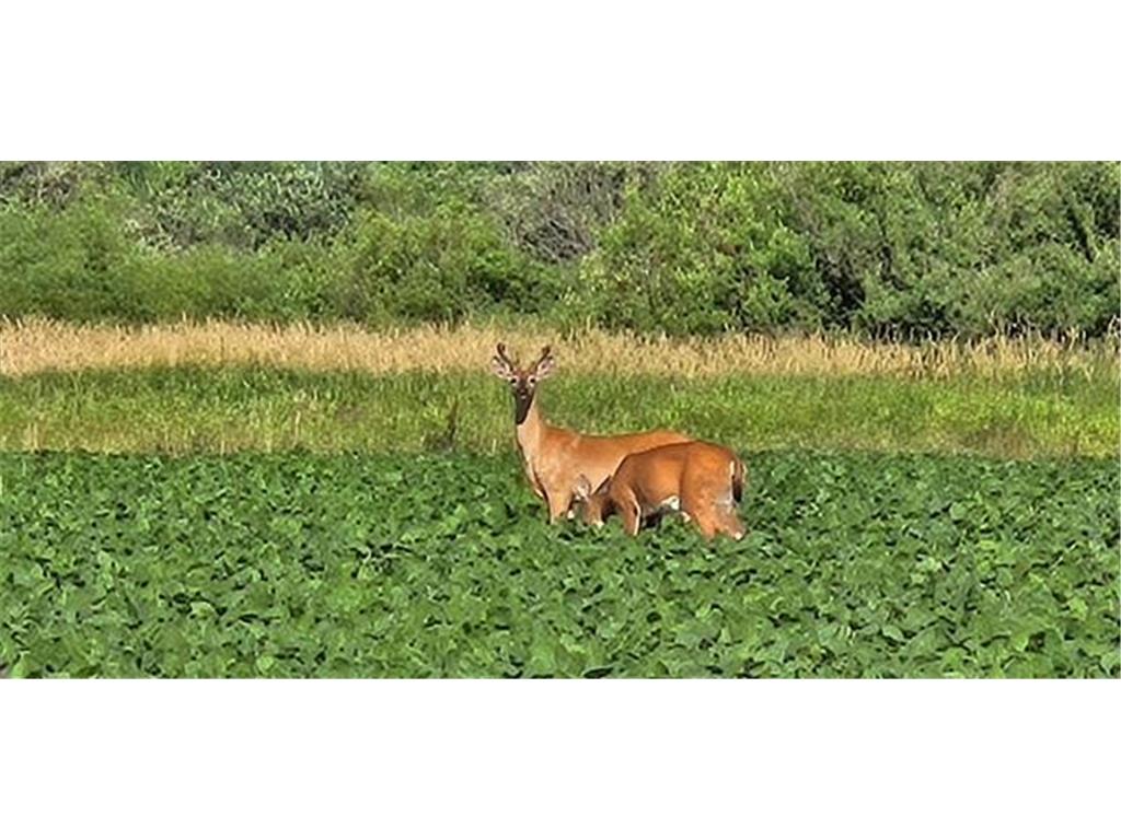 XXXX Willow Road NE Carlos MN 56319 6759627 image1