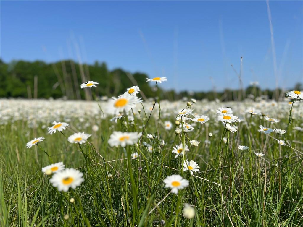 XXXXX County Road Z Trade Lake WI 54840 6695550 image13