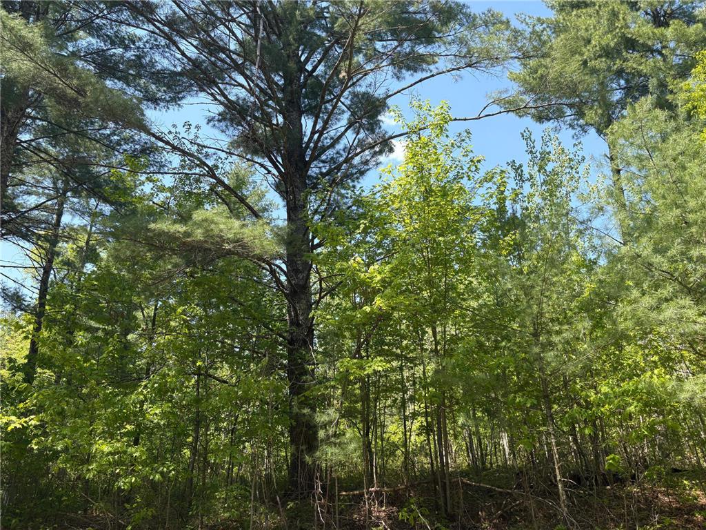 XXXXX Eagle Drive Jackson Twp WI 54830 6728511 image3