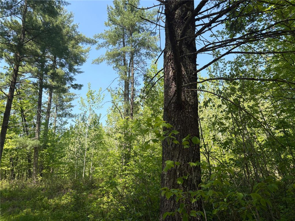 XXXXX Eagle Drive Jackson Twp WI 54830 6728511 image5