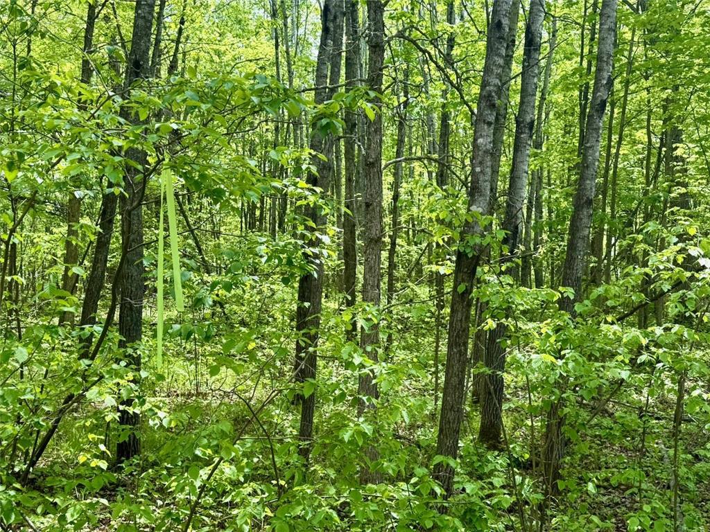 XYZ Dailey Lake Road Rutledge MN 55795 7081865 image10