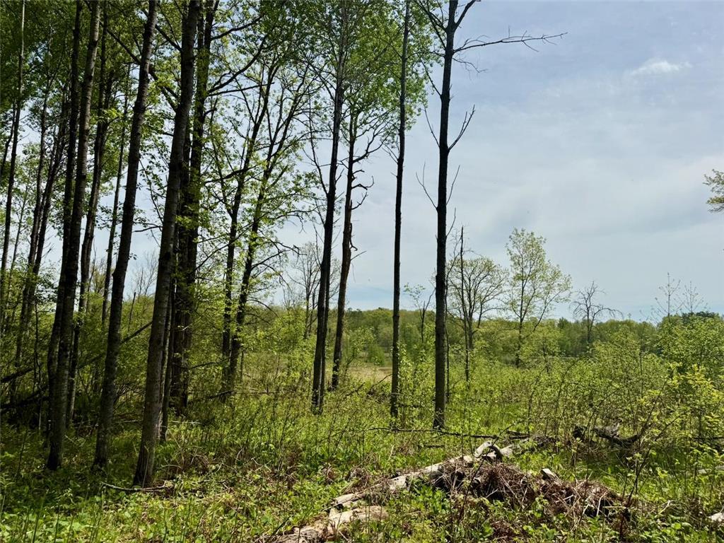XYZ Dailey Lake Road Rutledge MN 55795 7081865 image4