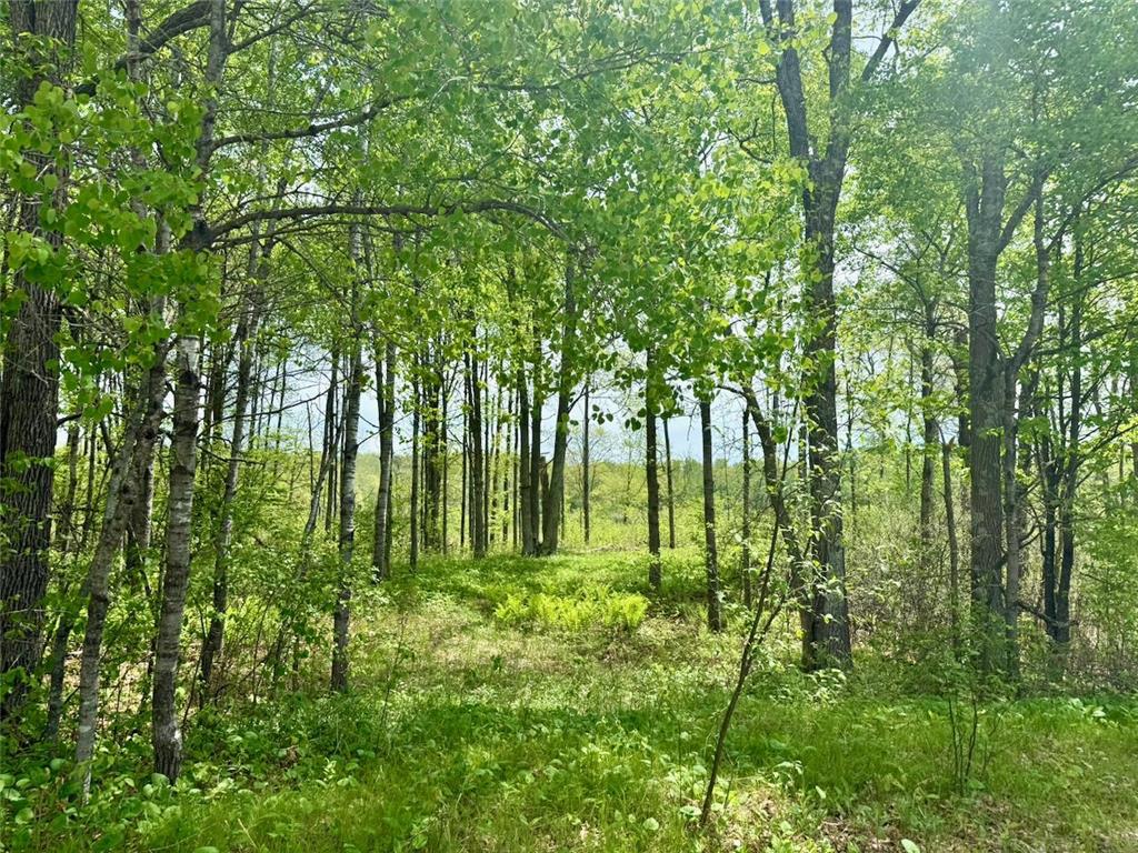 XYZ Dailey Lake Road Rutledge MN 55795 7081865 image5
