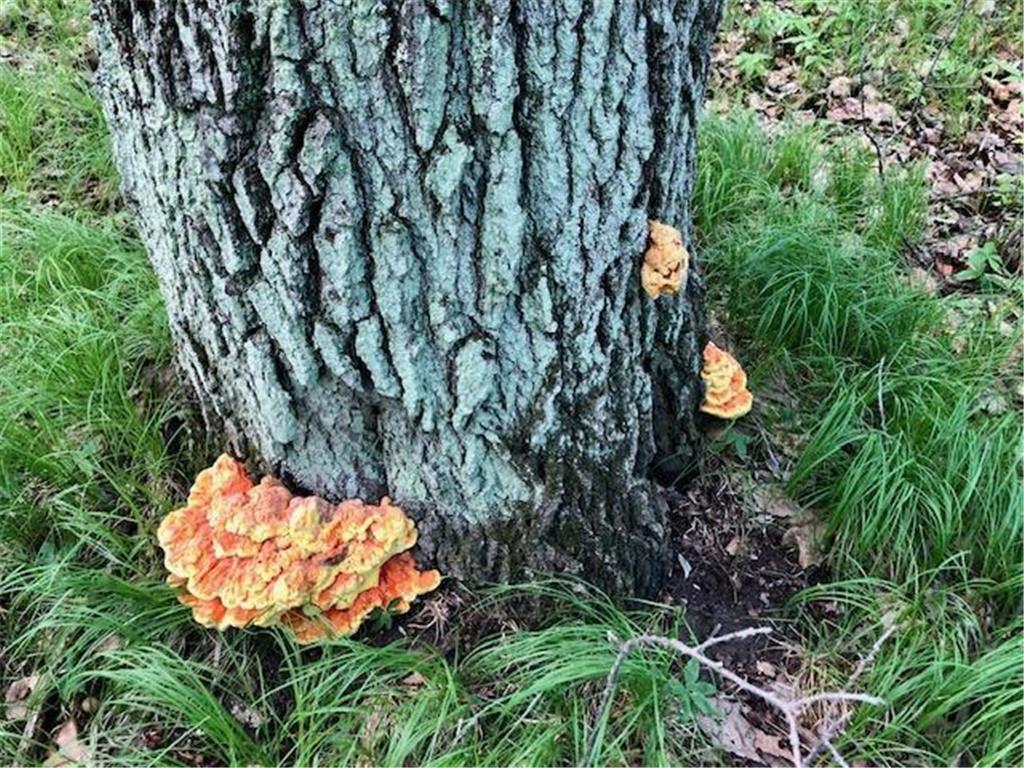 Xxx Lake Hattie Trail SW, Backus, MN, 56435 MLS 6552968 Edina Realty