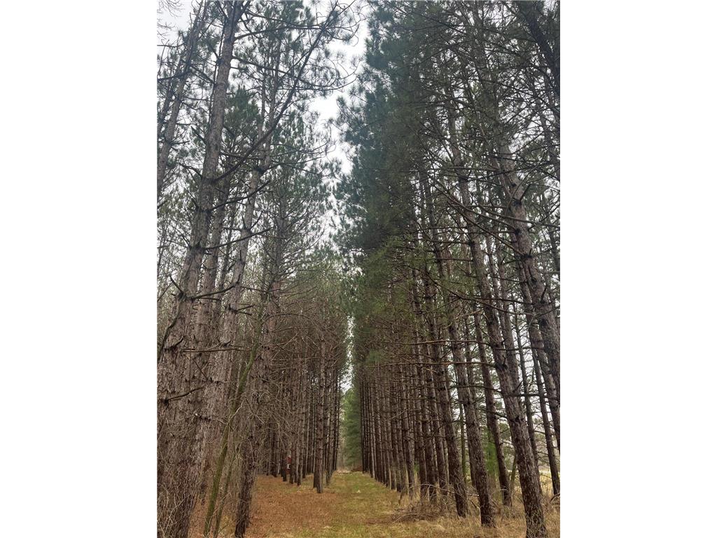 Xxxxx Old 67 Road Henning Twp MN 56551 6711189 image9