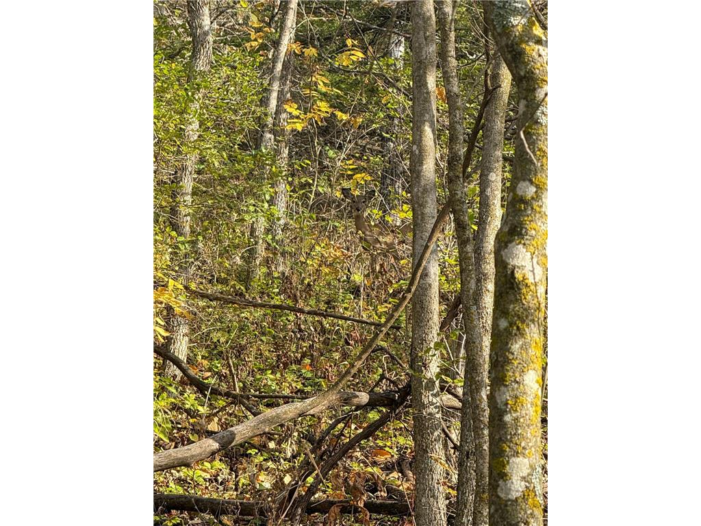 tbd County 26 Houston MN 55943 - ROOT RIVER 7037151 image33