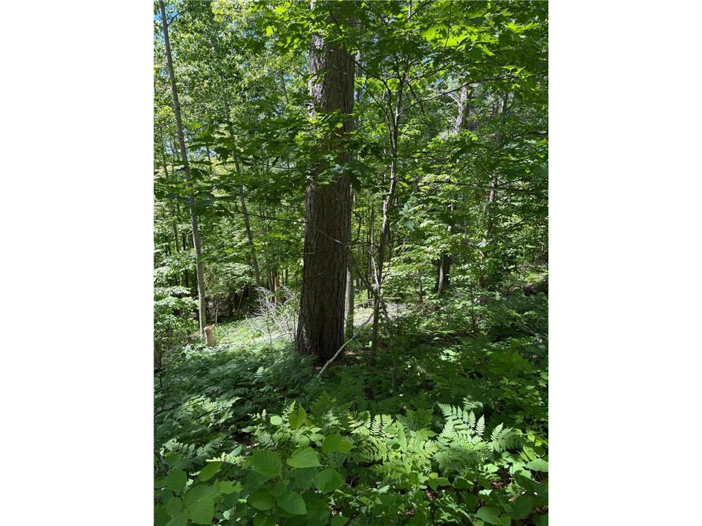 tbd Muskie Bay Road NE Wabedo Twp MN 56655 - Wabedo 7085591 image8