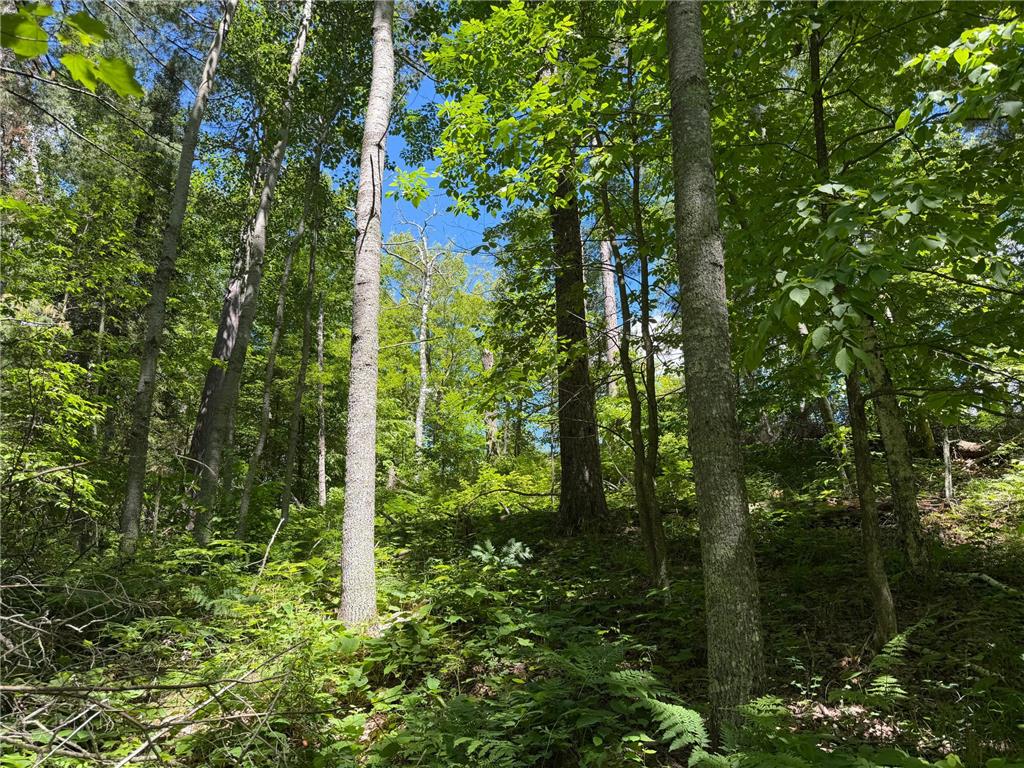 tbd Muskie Bay Road NE Wabedo Twp MN 56655 - Wabedo 7085591 image9