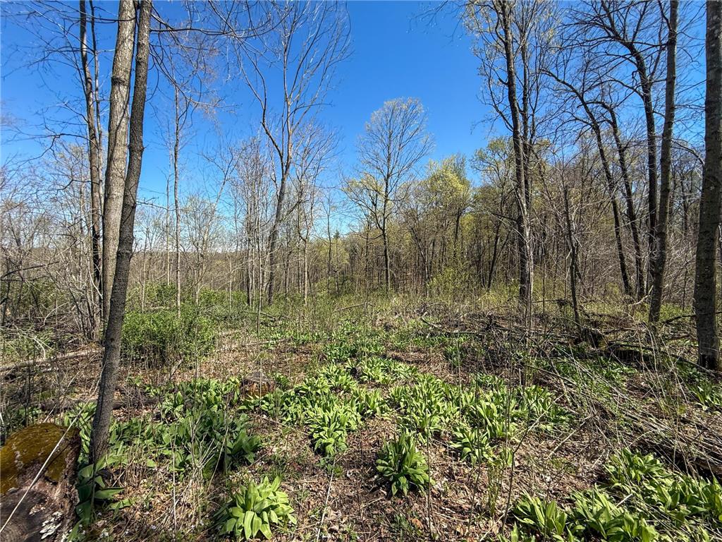 tbd Tierney Drive Saint Charles MN 55910 7064065 image23