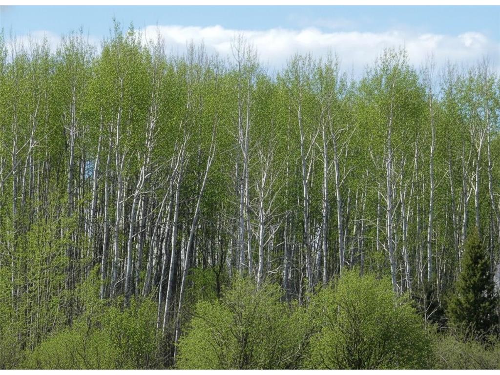 tbd Wildflower Lane NE Blackduck MN 56630 7071034 image6
