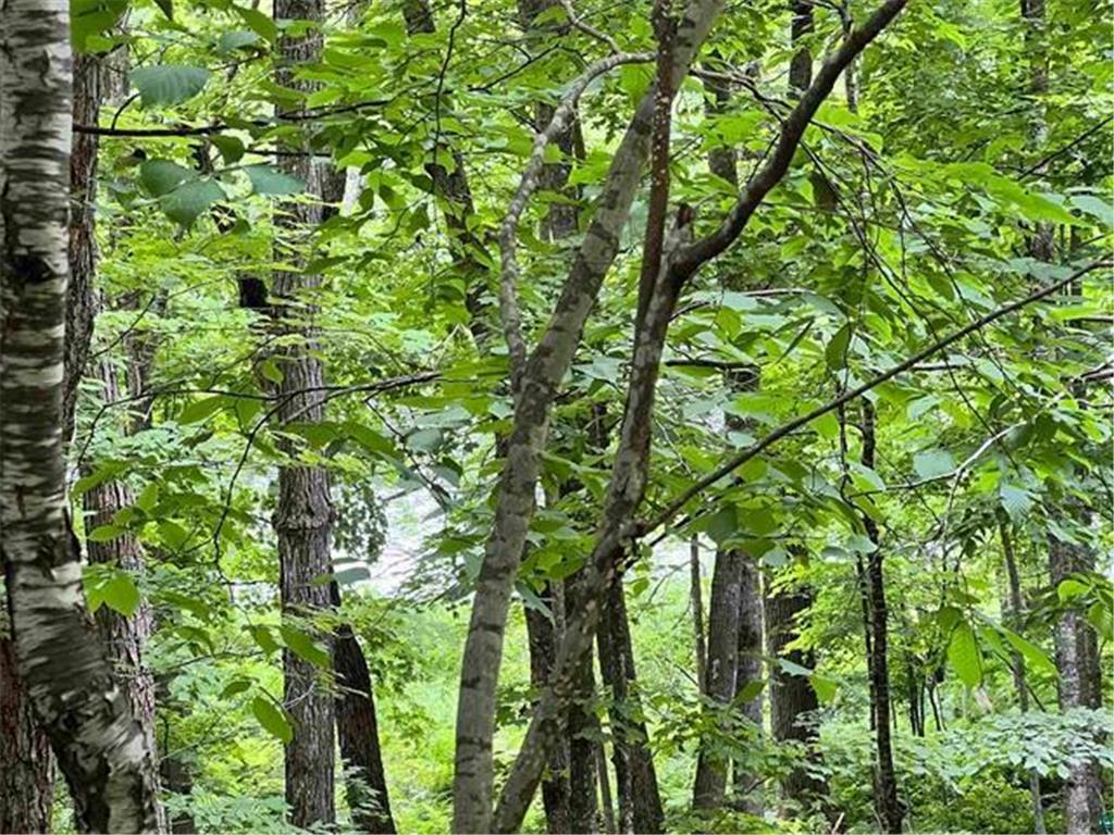 xxx Chippewa Tr Weirgor Twp WI 54867 - Chippewa River 6582555 image5