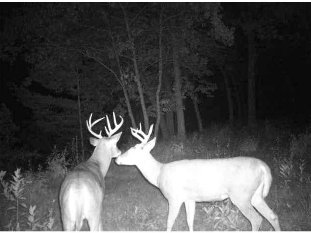 xxx County Road 1 Rice MN 56367 - Mississippi 6516491 image22