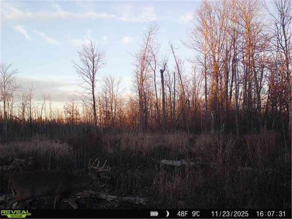 xxx Fleming Logging Road Danforth Twp MN 55037 7077710 image1