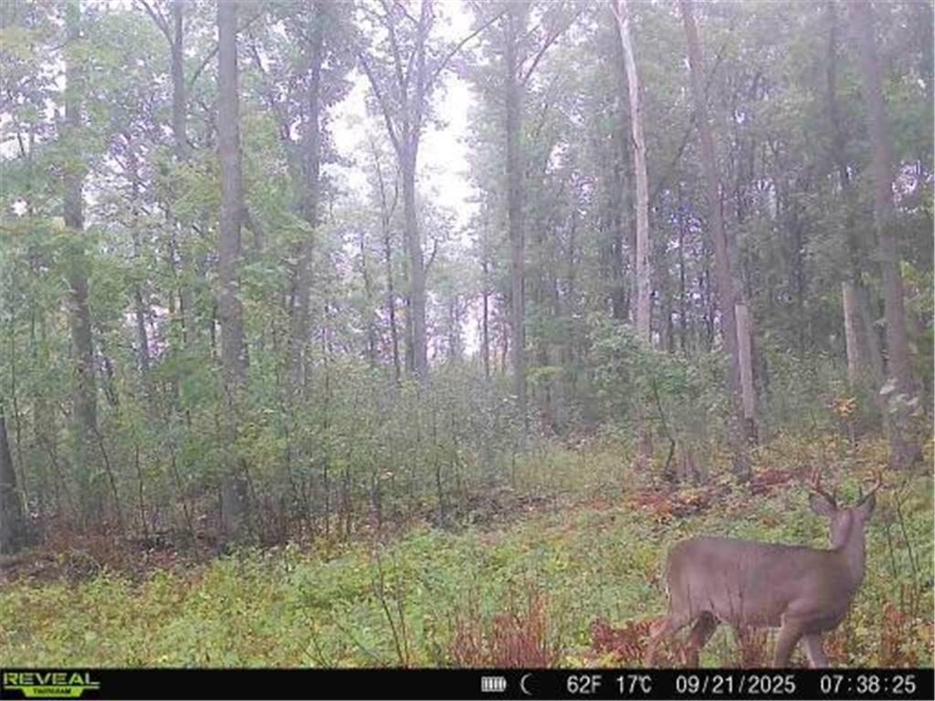 xxx Fleming Logging Road Danforth Twp MN 55037 7077710 image2
