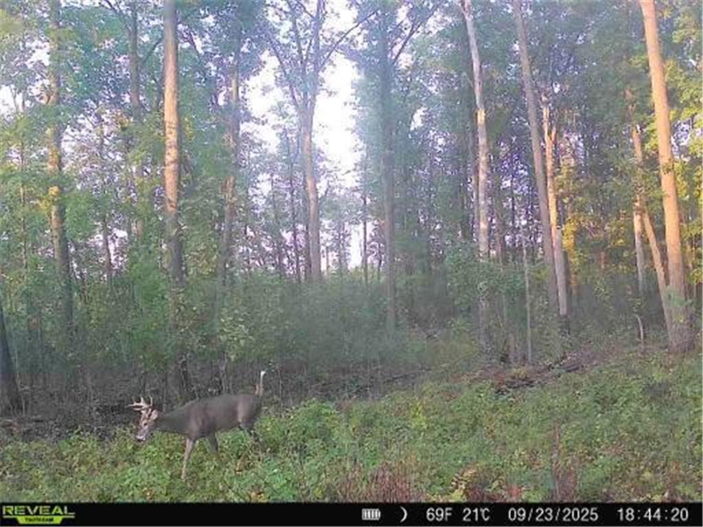 xxx Fleming Logging Road Danforth Twp MN 55037 7077710 image3