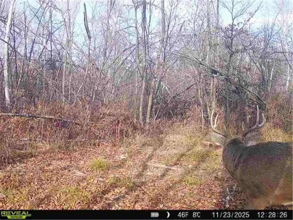 xxx Fleming Logging Road Danforth Twp MN 55037 7077710 image5