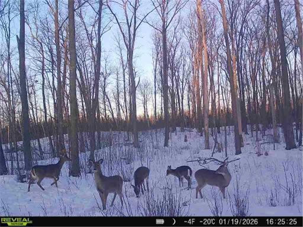 xxx Fleming Logging Road Danforth Twp MN 55037 7077710 image6