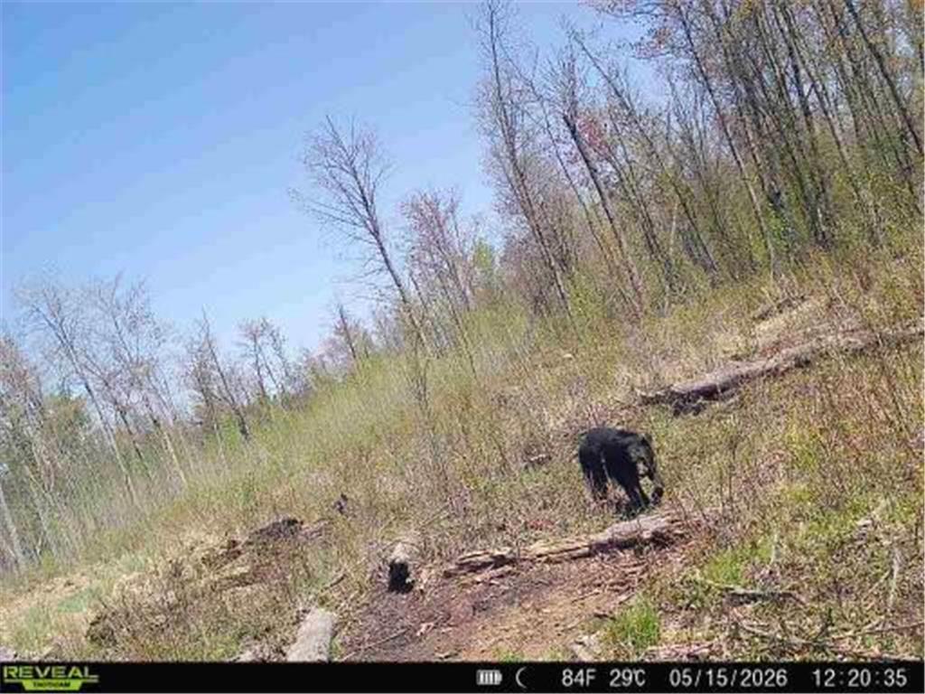 xxx Fleming Logging Road Danforth Twp MN 55037 7077710 image7