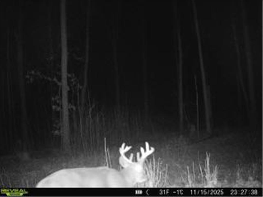 xxx Fleming Logging Road Danforth Twp MN 55037 7077710 image8