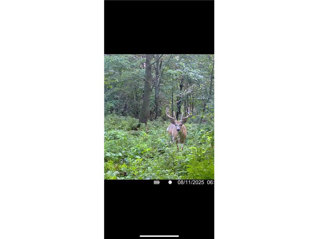 xxx Hwy. 52 Fountain MN 55935 7021350 image6