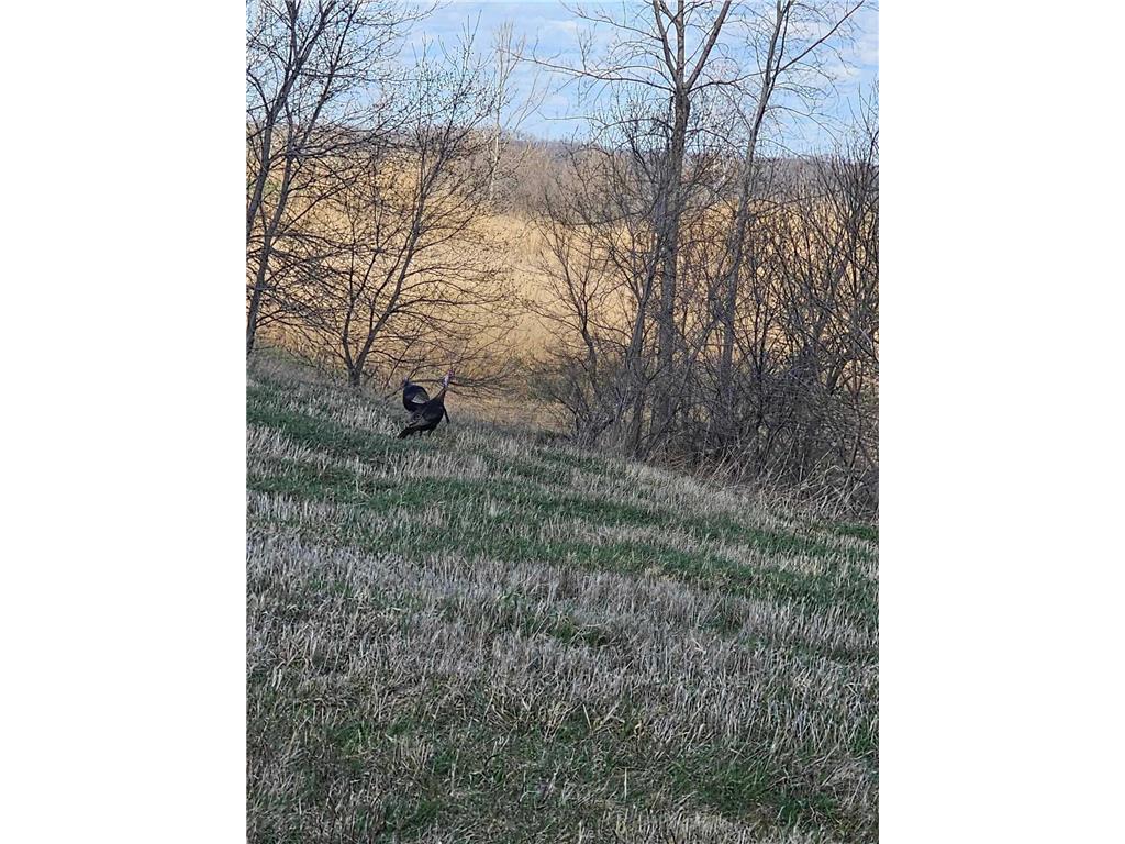 xxxx Highway 43 Wilson Twp MN 55987 6468387 image1