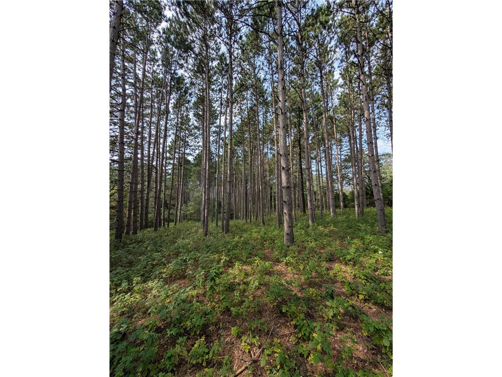 xxxx Joplin Street NW Elk River MN 55330 6770316 image8