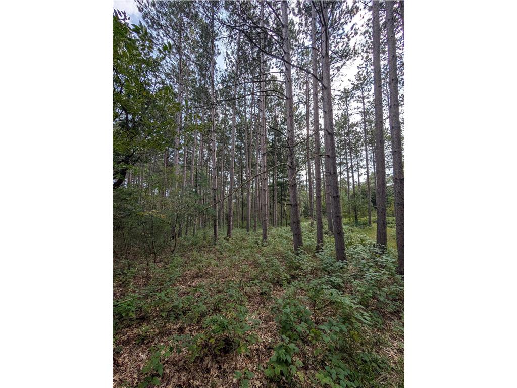 xxxx Joplin Street NW Elk River MN 55330 6770367 image19