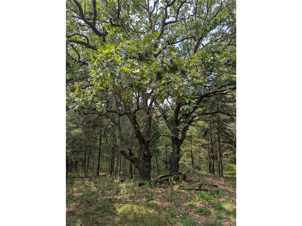 xxxx Joplin Street NW Elk River MN 55330 6770367 image27