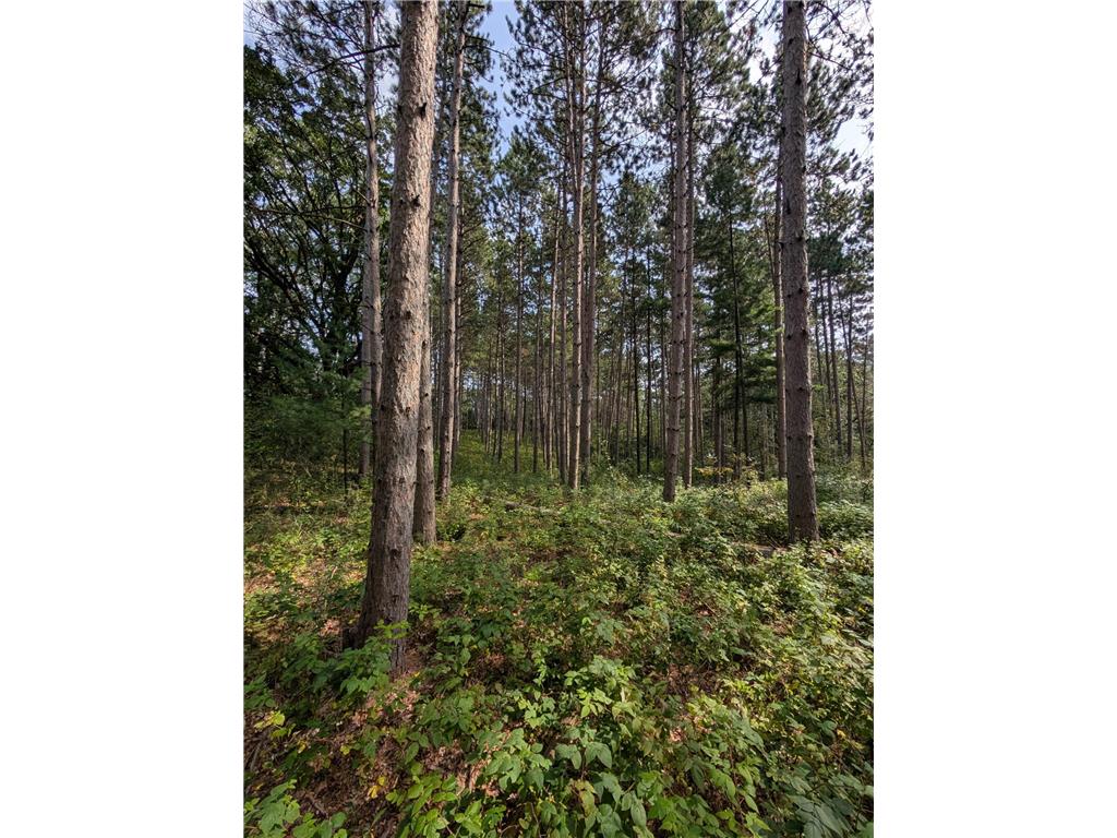 xxxx Joplin Street NW Elk River MN 55330 6770487 image22