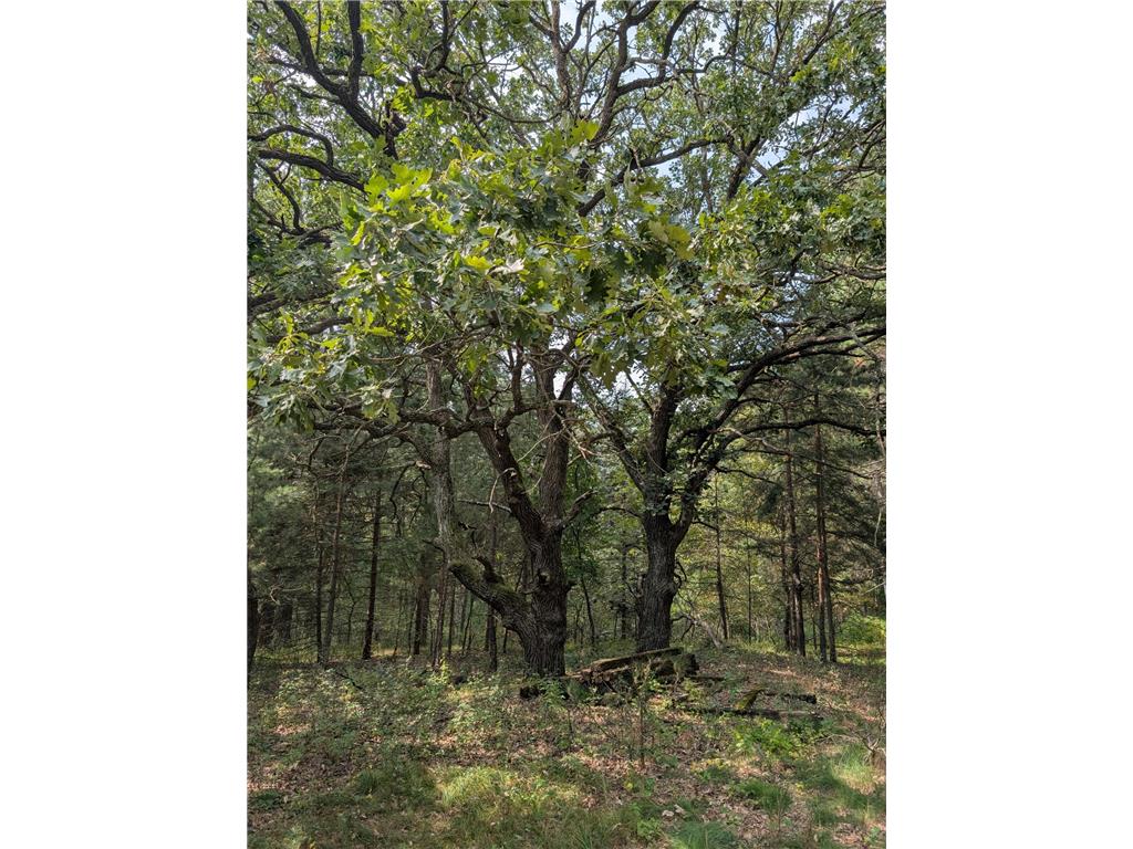 xxxx Joplin Street NW Elk River MN 55330 6770496 image26