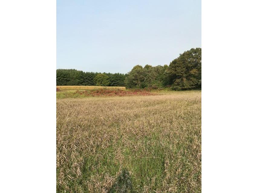 xxxx Pine Bluff (site13) Rd NW Pine Island MN 55963 5708771 image1