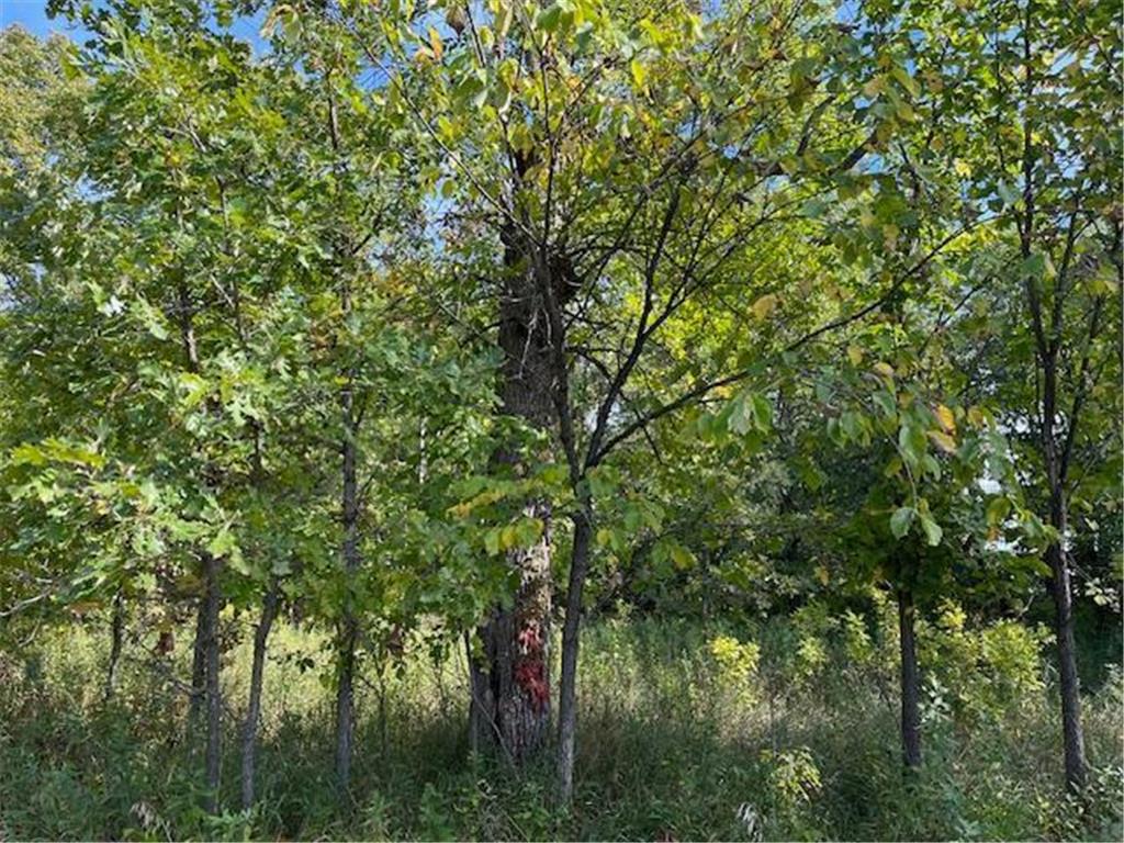 xxxx Woodsmen Lane SW Lake Mary Twp MN 56308 6591480 image5