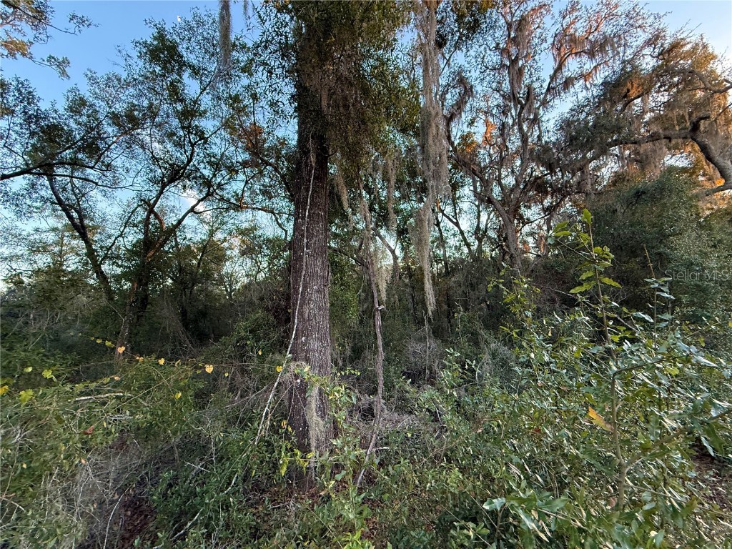 0 E Thrasher Dr Bronson FL 32621 GC535701 image13