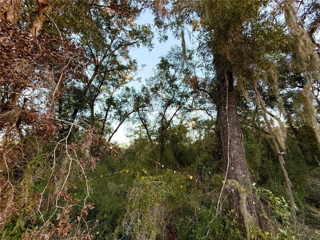 0 E Thrasher Dr Bronson FL 32621 GC535701 image14