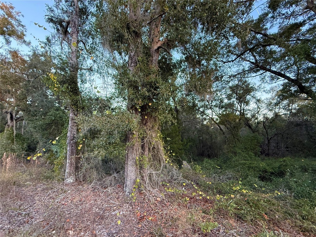 0 E Thrasher Dr Bronson FL 32621 GC535701 image9