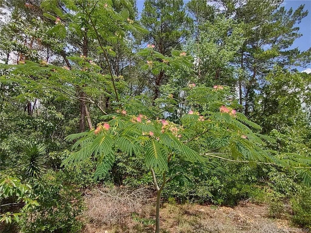 0 Sw 42nd Ct Ocala FL 34476 G5068988 image1