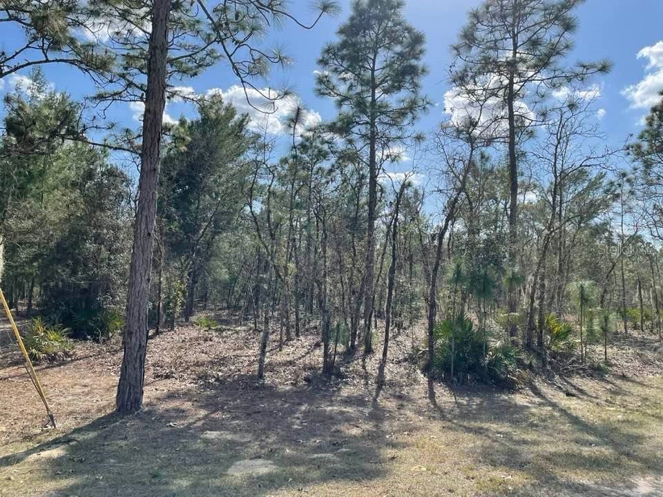 0 Sw121st Ter. Dunnellon FL 34432 OM637240 image1