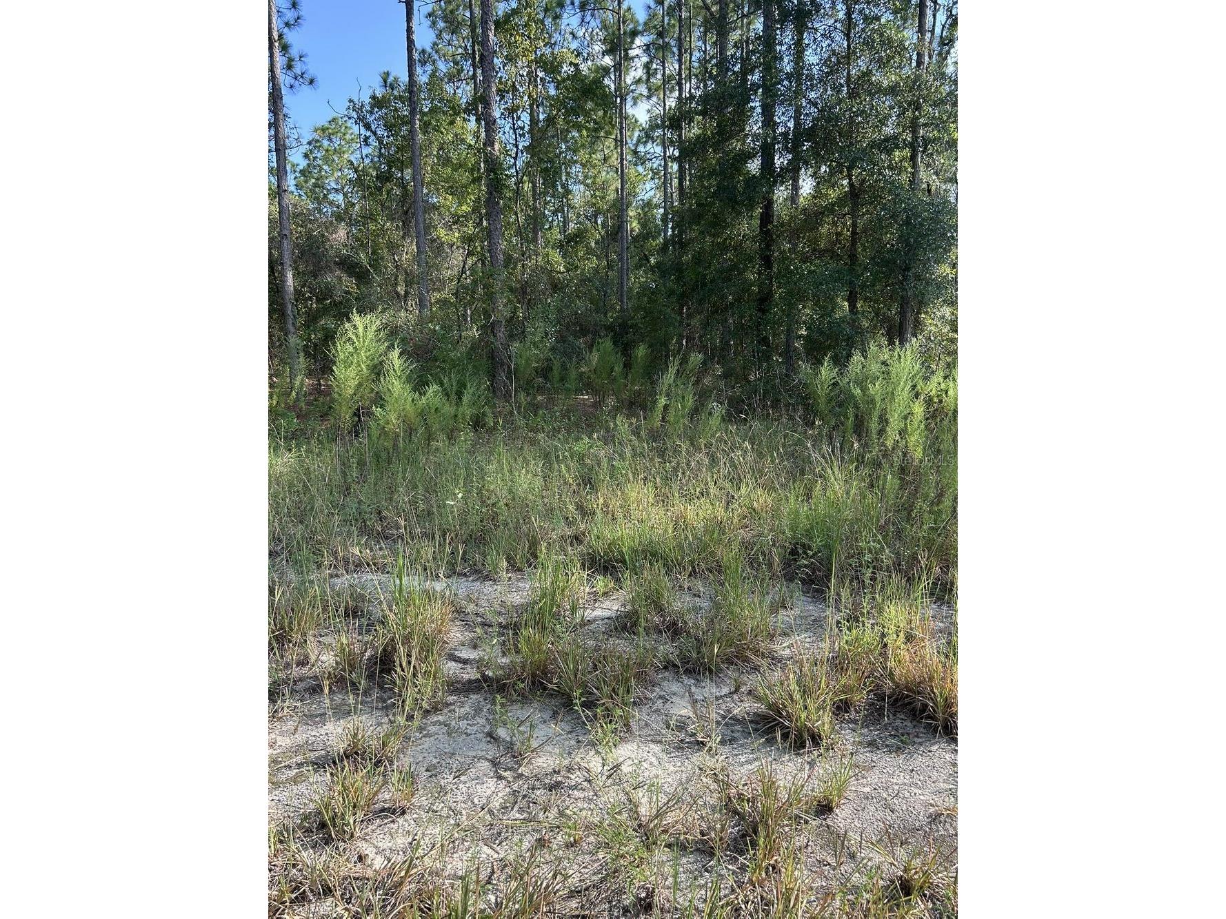 103 Lee Dr Hawthorne FL 32640 GC536860 image2