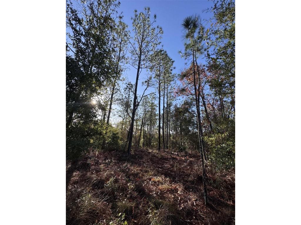 103rd Drive O'Brien FL 32071 GC536129 image5